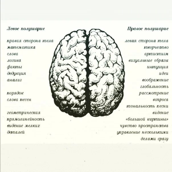 Как определить какое полушарие мозга более развито. За что отвечают полушария головного мозга человека левое и правое. девое и прпвое полушарие.. левое полушарие мозга. головной мозг левое и правое полушарие.