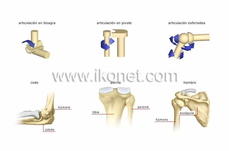 Как принимать joint. Types of synovial joints. classification of joints. types of joint anatomy. articulation /е/.