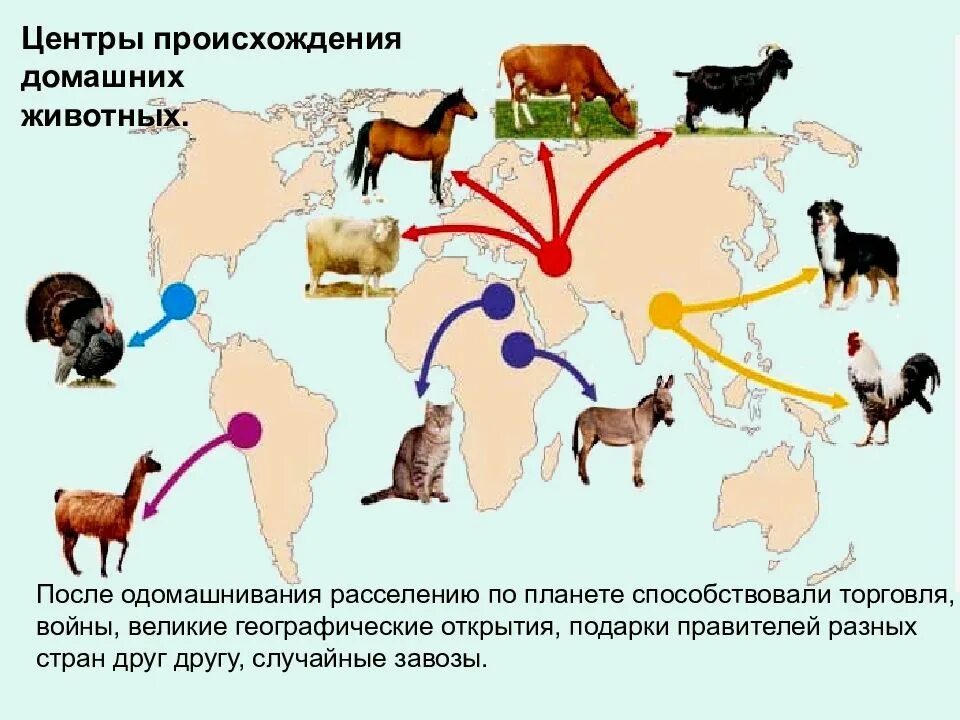 Когда начался процесс одомашнивания растений. Центры доместикации животных. Центры происхождения домашних животных. Одомашнивание животных. Одомашнивание животных таблица.