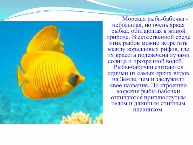 Описание рыбы. Рыба камбала. Факты о морских рыбах. Рыба для презентации. Сообщение о рыбе.