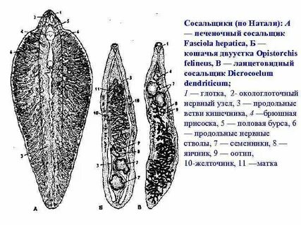 Строение сосальщика
