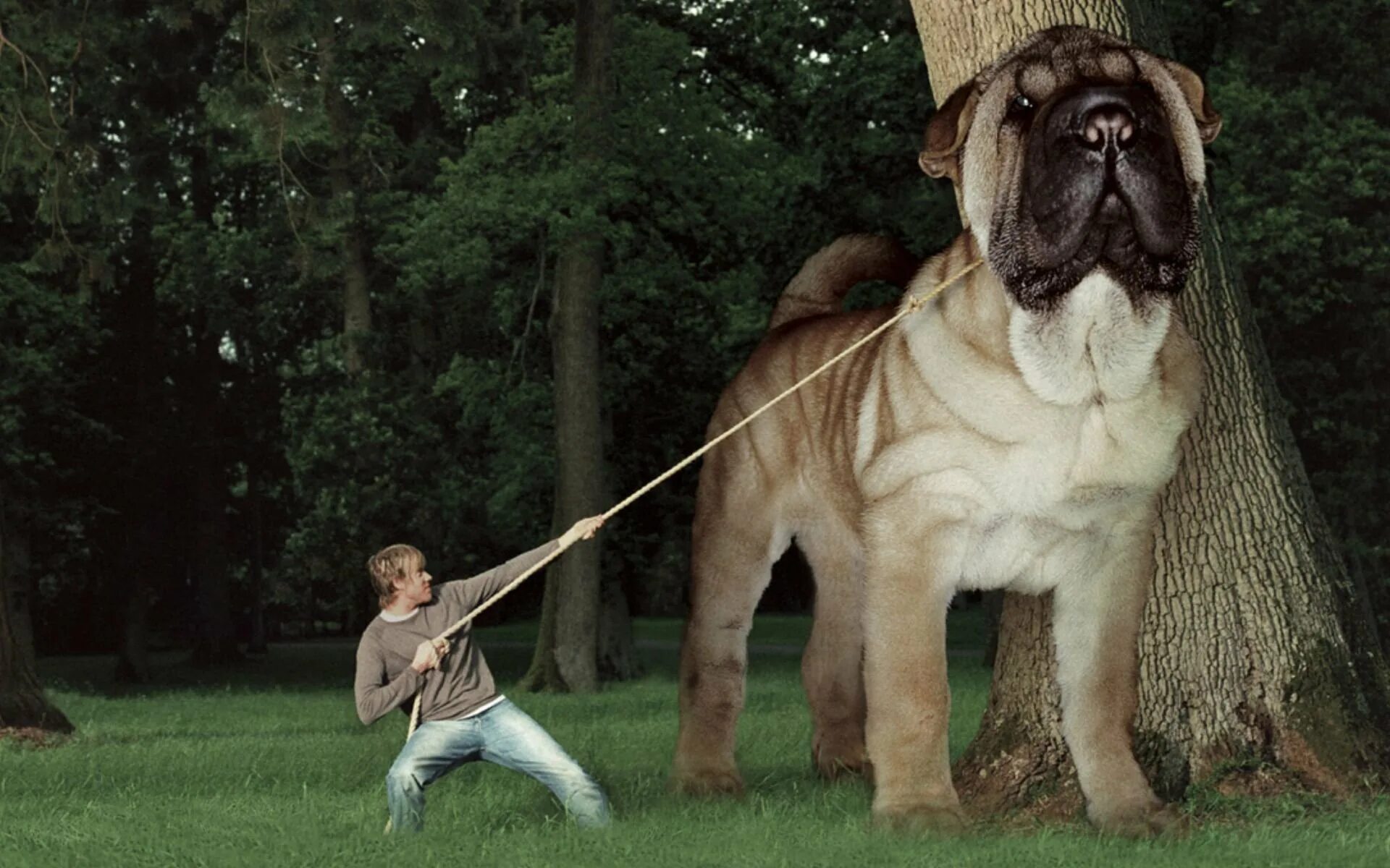 Предложение огромный пес. Мастиф Зевс. Неаполитанский мастиф Геркулес. Мастиф Геркулес самая большая собака в мире. Английский мастиф Геркулес.