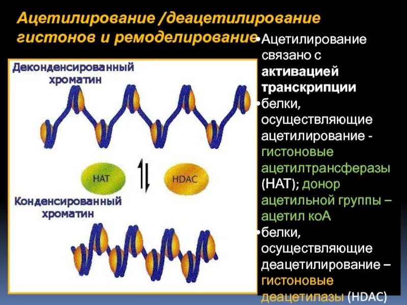 Связана с белками гистонами. Ацетилирование. Ацетилирование и деацетилирование гистонов. Ацетилирование белков. Ацетилирование гистонов приводит к.