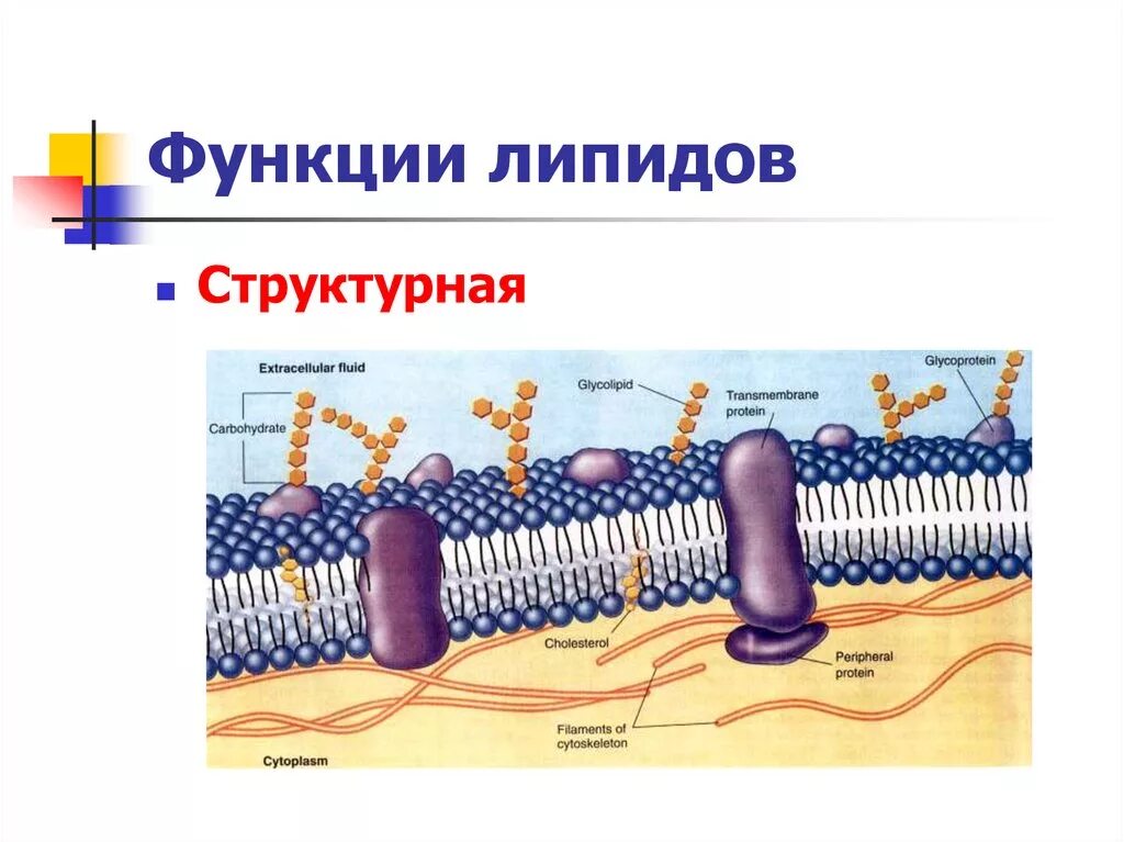 Функции липиды гликолипиды. Структурная функция липидов. Опорно структурная функция липидов. Функции жиров липидов.