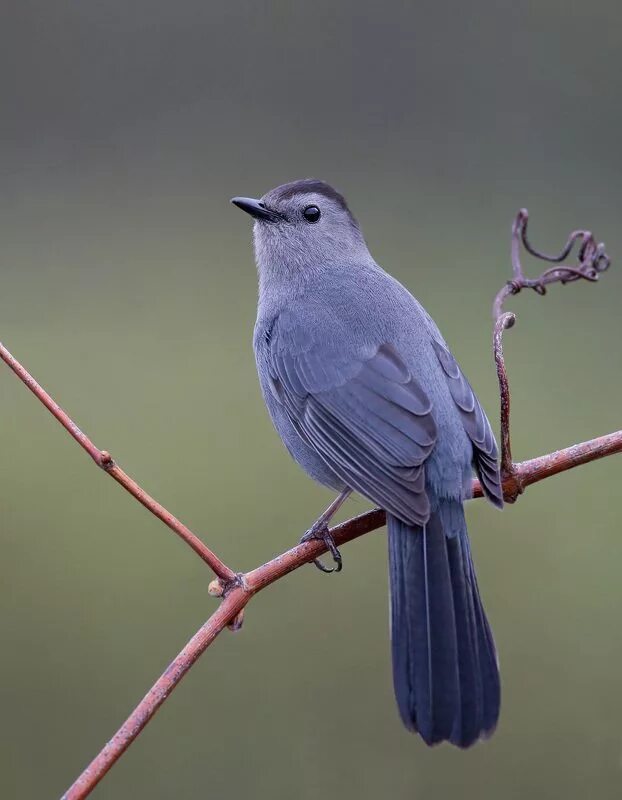 Птицы пересмешники в россии. Пересмешник птица. Птица дрозд пересмешник. Многоголосый пересмешник. Аттикус финч убить пересмешника.