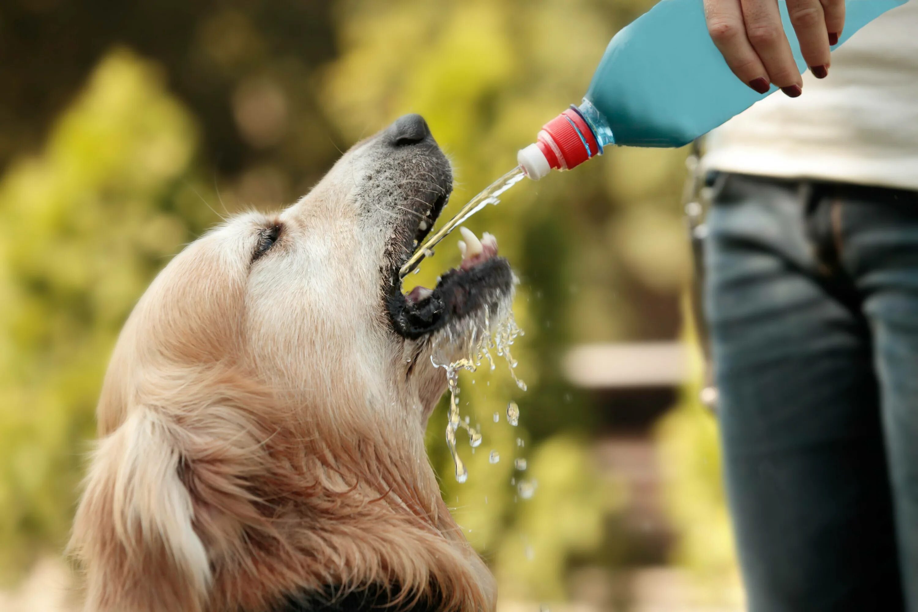 Собака пьет. Собака пьет воду. Питьё для собак. Собака лакает. What is the dog doing