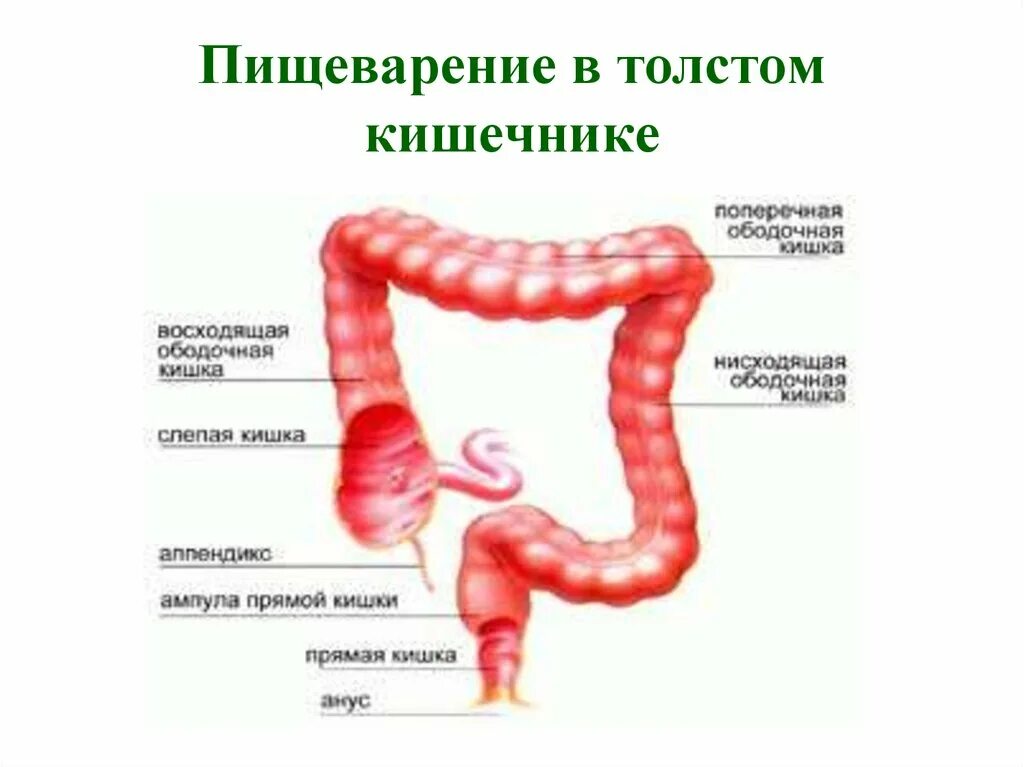 Процессы в кишечнике человека