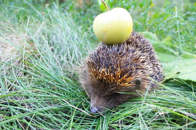 Ежи в огороде. Ежик с грибами. Ежик носит. Ежик в дикой природе. Еж с грибами и яблоками на спине.
