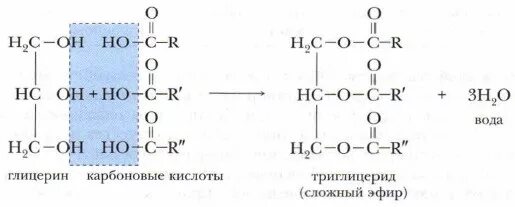 Взаимодействие глицерина с карбоновыми кислотами. Глицерин и карбоновые кислоты. Глицерин и карбоновые кислоты реакции. Триглицерид глицерин. Жиры образованы карбоновыми кислотами
