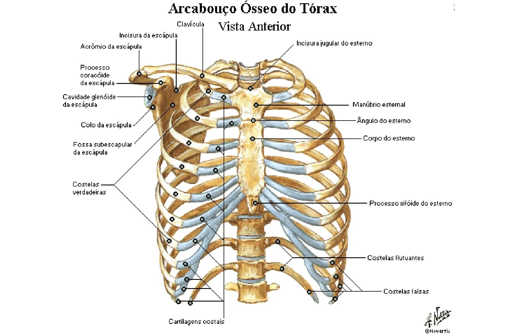 Ребра. Грудная клетка человека. Углы ребер человека анатомия. Thorax Anatomy.