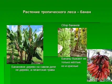 Установите соответствие экваториальные леса саванны