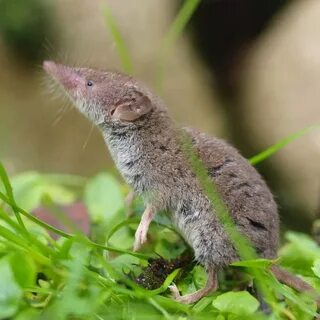 Shrew