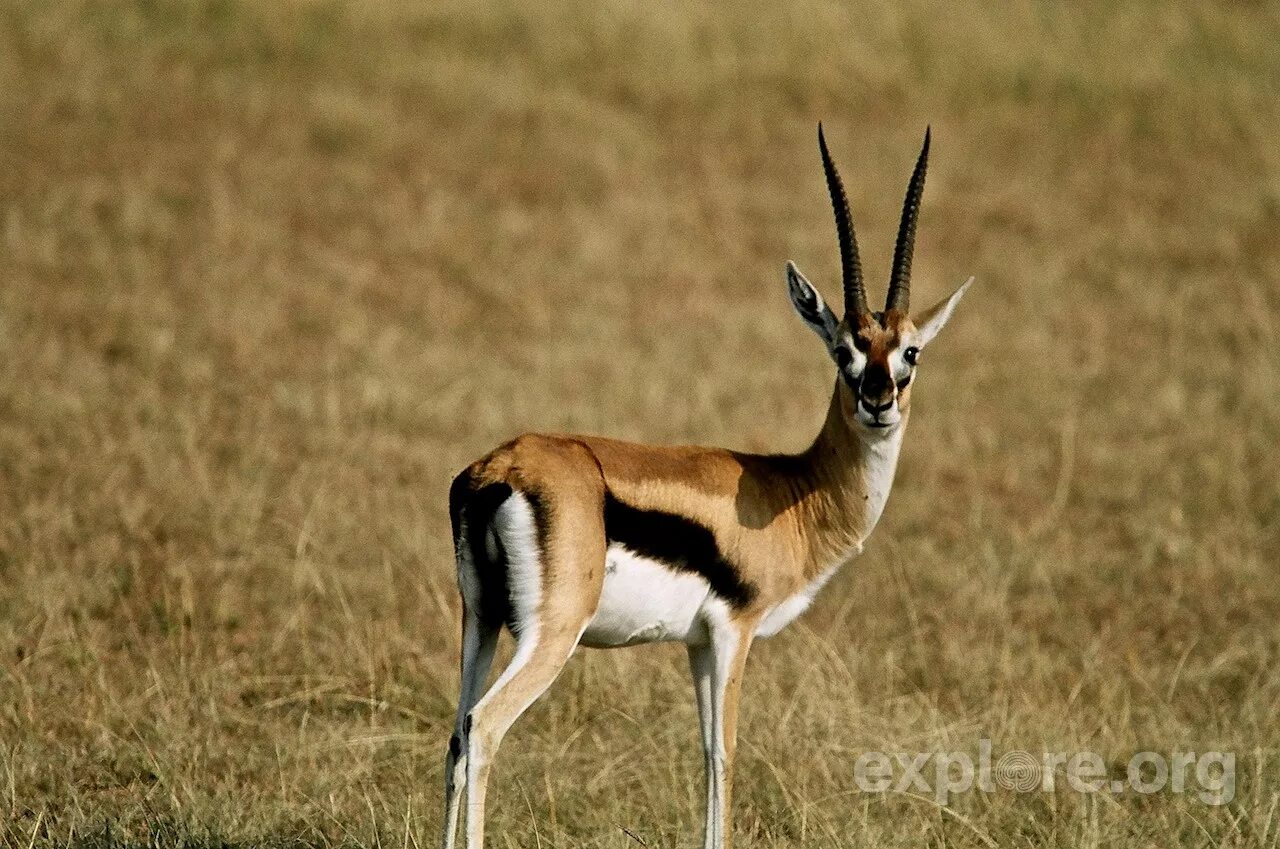 краснолобая газель. монгольская антилопа дзерен. черномордая антилопа импала. животное относится к газелям. животное относится к газелям.