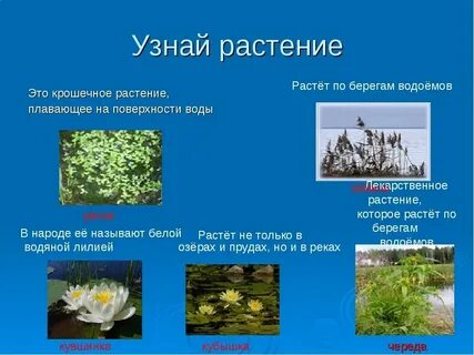 Как называются пресные водоемы