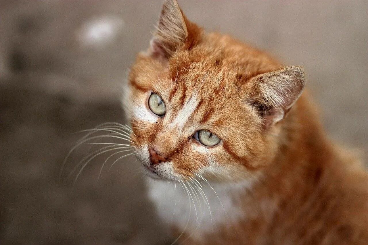 Охос азулес кошка рыжий. Европейская короткошерстная кошка рыжая. Европейская короткошерстная табби рыжий. Бразильская короткошерстная кошка рыжая. Серо рыжий окрас кошки