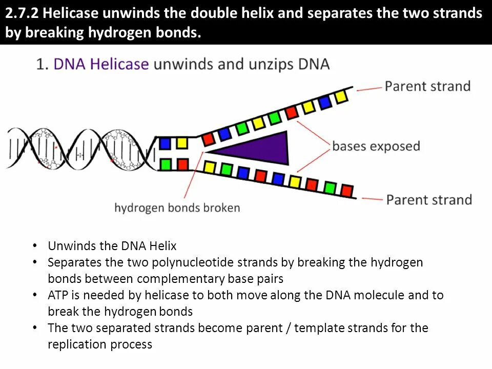 DNA helicase. Репликация ДНК кроссворд. Transcription and unzip DNA. Second Strand Neb DNA.