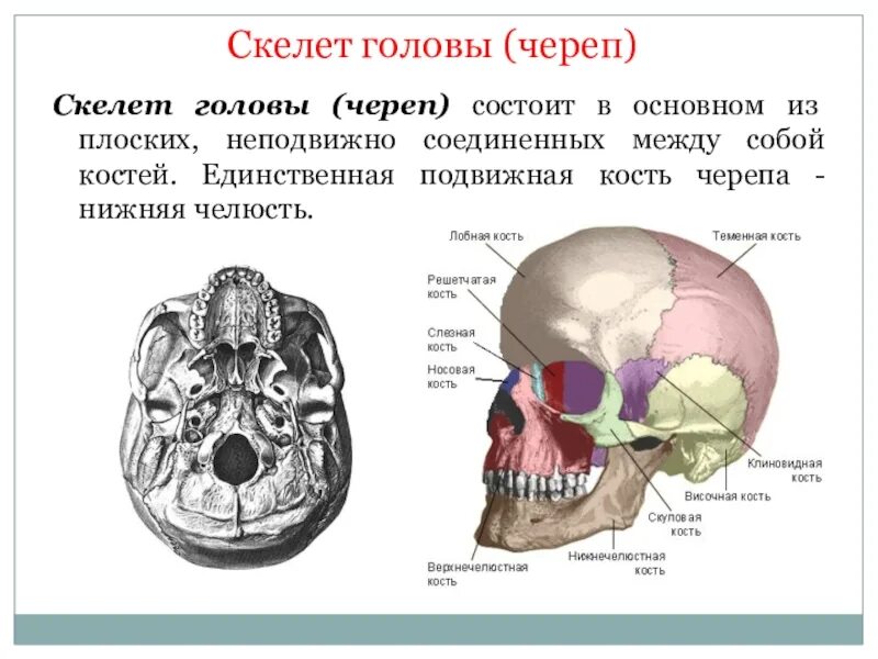 Скелет головы. Скелет головы череп. Кости скелета головы. Единственная подвижная кость черепа.