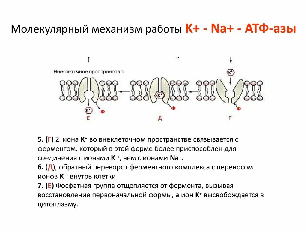 Na k АТФ фаза. Механизм работы na/k азы. Работа na+k+‑na+k+‑АТФ‑азы схема. Натрий калиевая АТФАЗА схема.