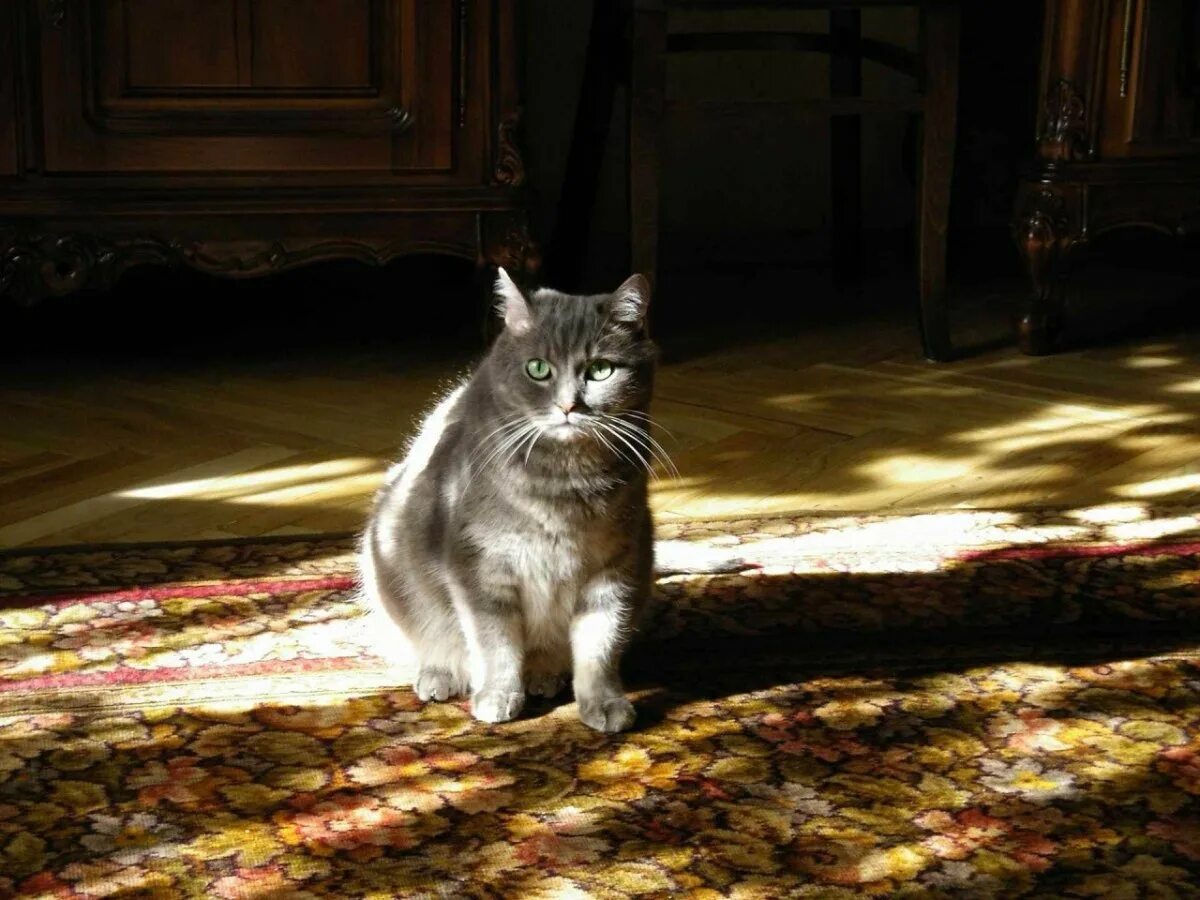 Коте эрмитаж. Эрмитажные коты. эрмитажные коты музея. кошки эрмитажа. эрмитажные коты фото.