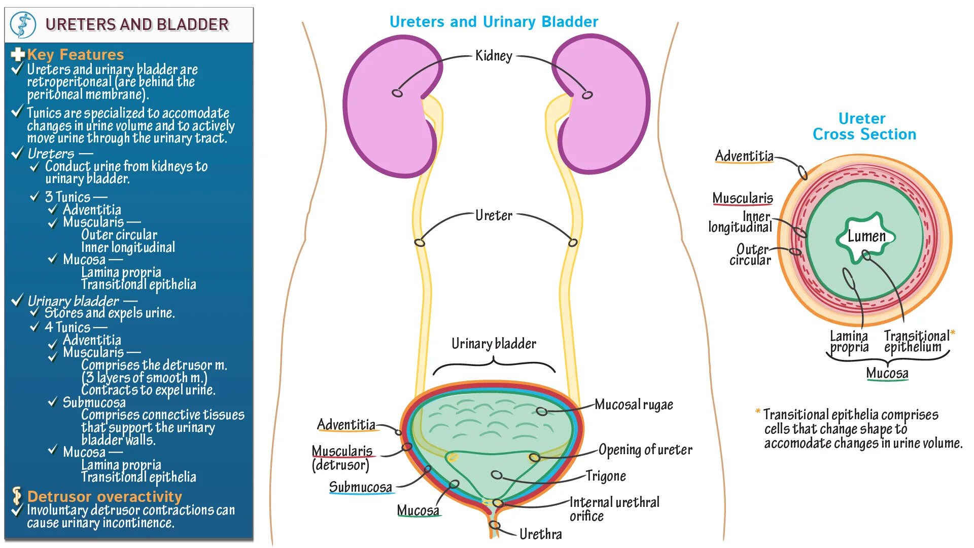 Мочеточник (ureter). Мочевой пузырь в организме. Строение мочевого пузыря латынь. Ureter анатомия. Через сколько вода попадает в пузырь