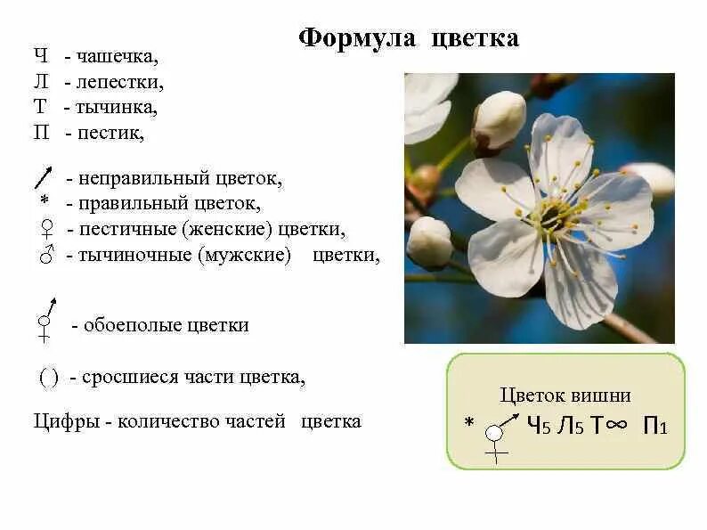 Ч5 л5 т бесконечность п бесконечность. Строение цветка яблони биология. Формула цветка ч5 л5 т8 п8. Формула цветка. Формула цвета.