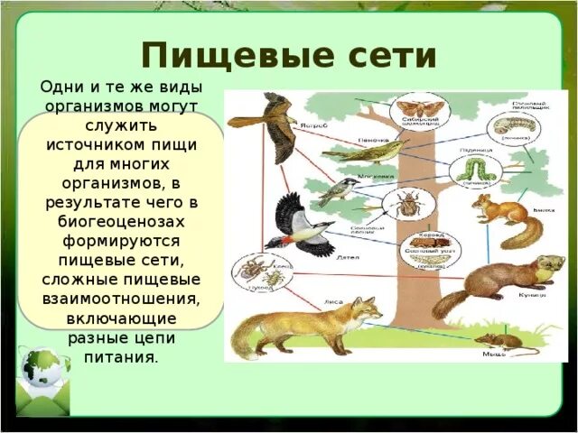 Пищевая сеть из 20 организмов. Пищевая сеть задание. Цепи и сети питания. Пищевая сеть это в экологии.