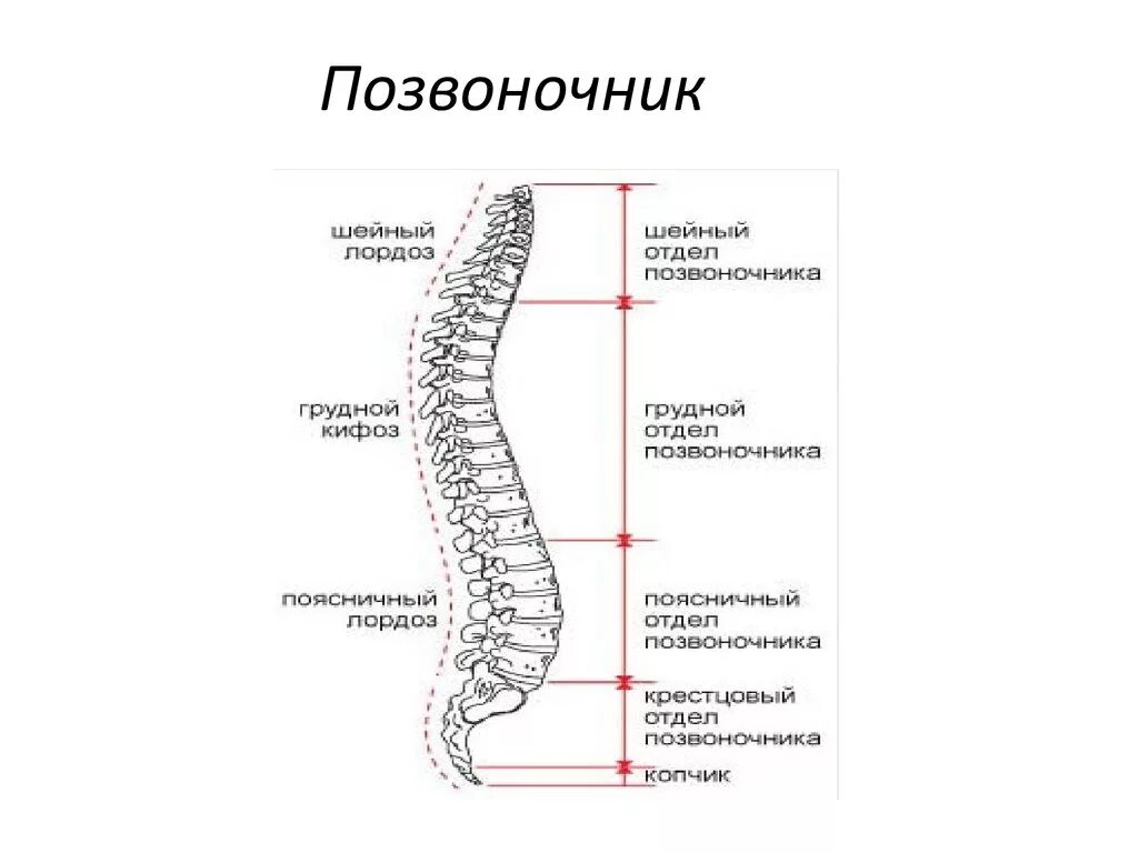 Поясница схема. Позвоночный столб его отделы изгибы и функции. Схема строения позвоночного столба. Позвоночный столб анатомия строение. Позвоночный столб, отделы, изгибы, строение позвонков..