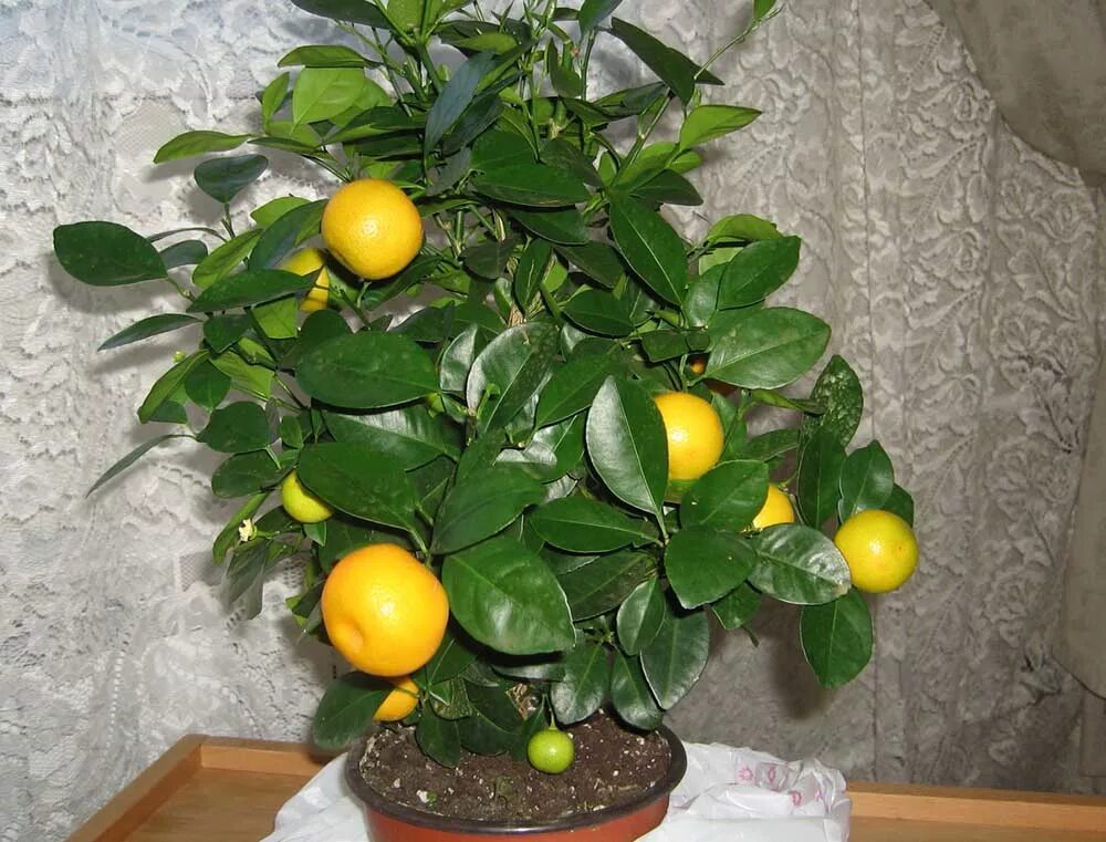 Сколько домашний лимон. Каламондин. Citrus Calamondin цветки. Мандарин уншиу комнатный. Дерево лимона и мандарина.