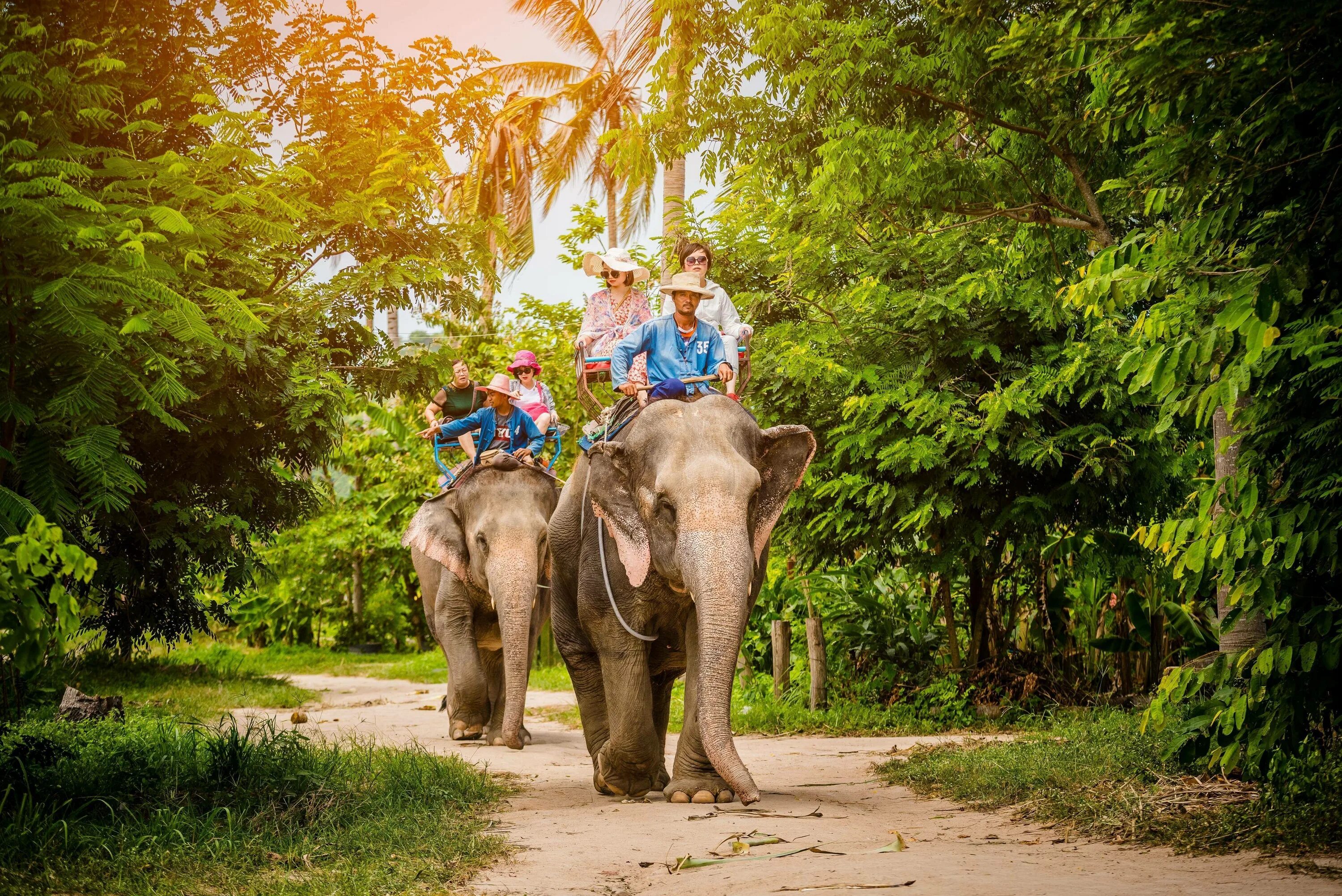 Elephant пхукет. Деревня слонов Тайланд. Катание на слонах на Пхукете. Деревня слонов в Паттайе. Тайланд экскурсия на слоне.