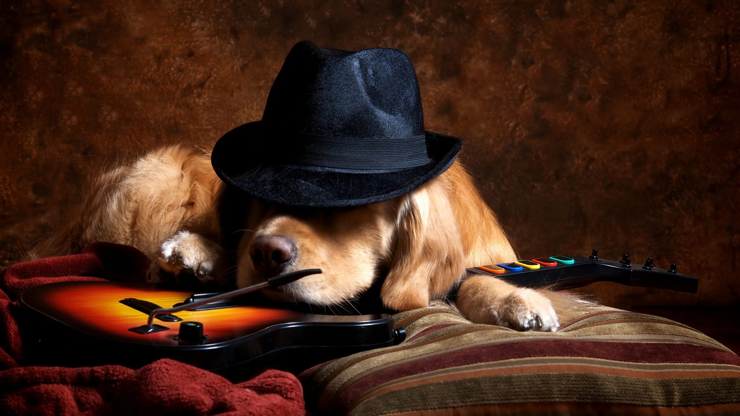Пес шляпа. Собака в шляпе с сигарой. Собака с гитарой. Щенок в шляпе. Собаки коты в шляпах.