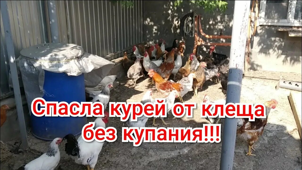 Обработка курятника от клещей. Средство курам от пероеда. Препарат от куриных клещей в курятнике. Чем обработать курятник от паразитов