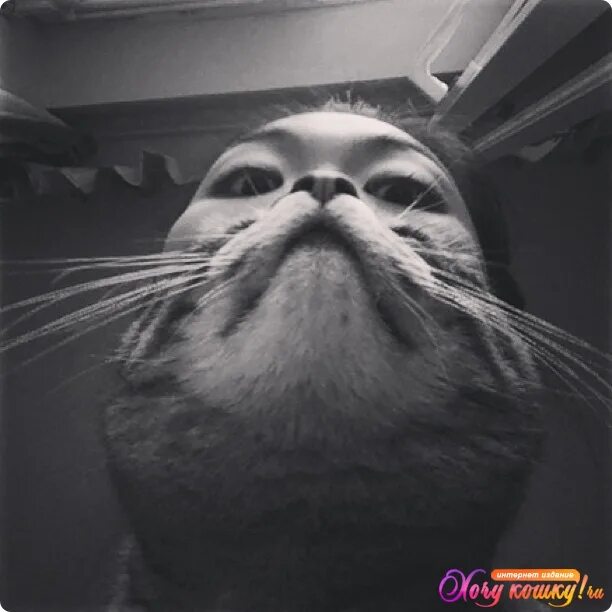 Кот с бородой мем Hilarious Pet Owners Take Photos with "Cat Beards" Cat beard, Beard, Rollercoast