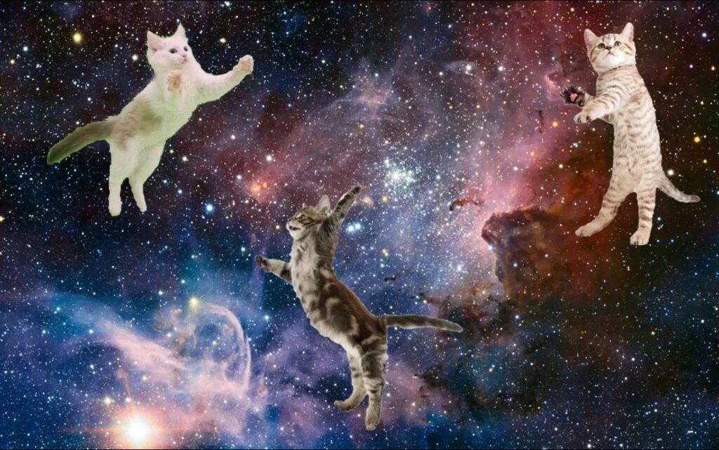 Космический кот. Космос с котами. Котик в космосе. Кот летает в космосе. 1 кошка в космосе