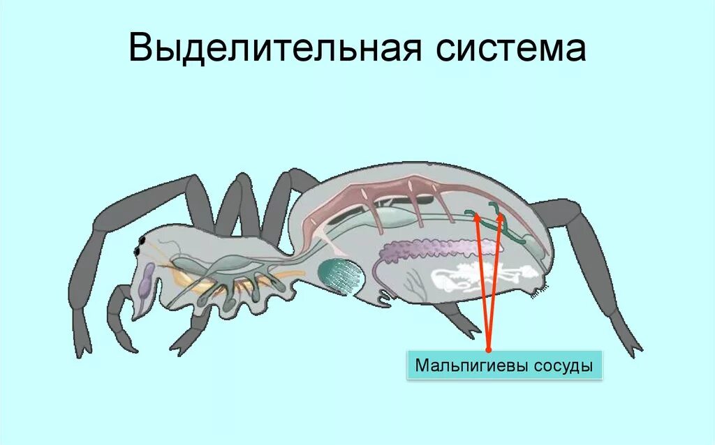 Представители какого класса имеют мальпигиевы сосуды. Выделительная система паукообразных. Строение выделительной системы паука. Выделительная система паукообразных 7 класс. Мальпигиевы сосуды у паукообразных.