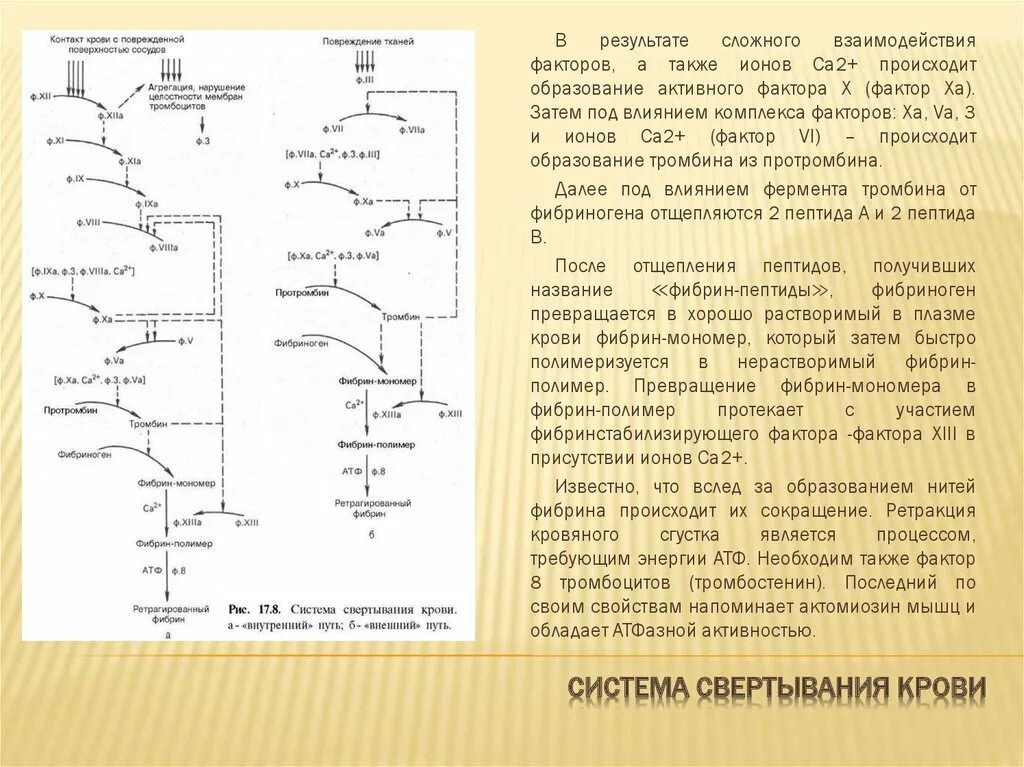 Реакция образования фибрина полимера. Факторы свертывания схема. Место синтеза факторов свертывания крови. Механизм образования фибрина. Ингибиторы свертывания крови