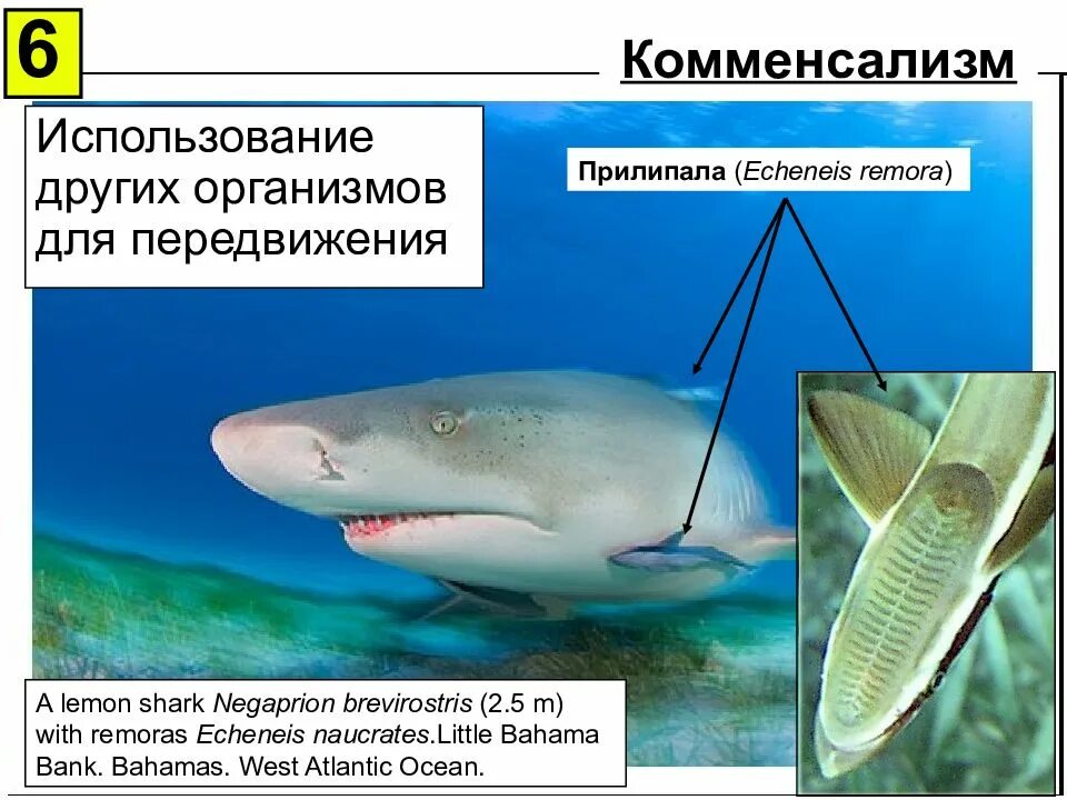 Комменсализм. Комменсализм акула. Комменсализм рыбы прилипалы. Комменсализм животных. Комменсализм акула и рыба прилипала