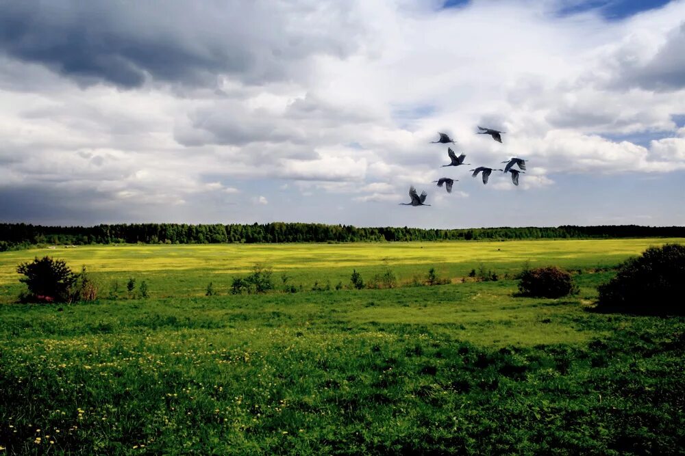 Журавли летят над полем. Птицы над полем. Птицы летающие над полем. Птицы в небе над полем. Журавли в поле.
