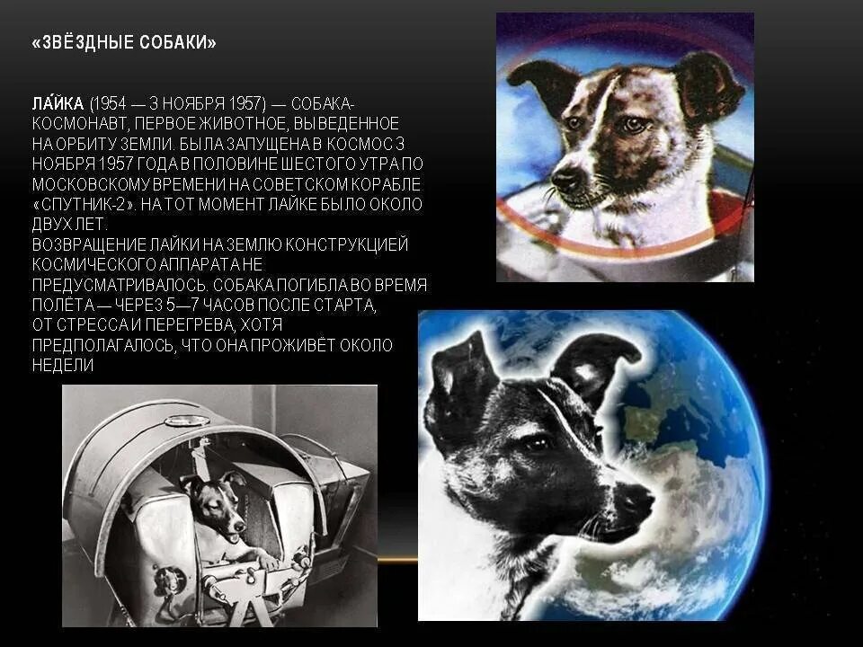 Факты о космосе в ссср. Собака лайка 1957. Первая собака космонавт лайка. 1957 Лайка в космосе. Собака лайка в космосе 1957.