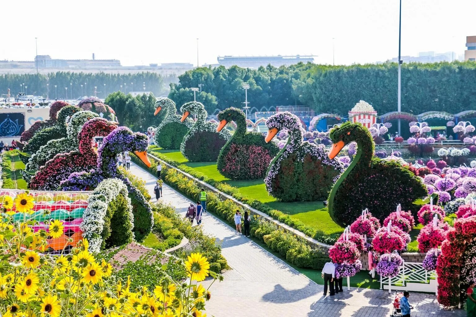 Дубайский парк. Парк Миракл Гарден Дубай. Парк цветов Миракл Гарден. Сад в Дубае Миракл Гарден. Парк цветов в Дубае.