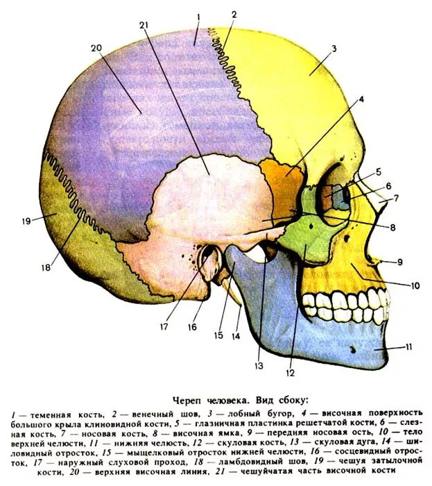 Кости скелета головы человека анатомия. Швы мозгового отдела черепа. Кости лицевого черепа анатомия строение. Строение костей черепа сбоку. Скелет головы решетчатая кость.