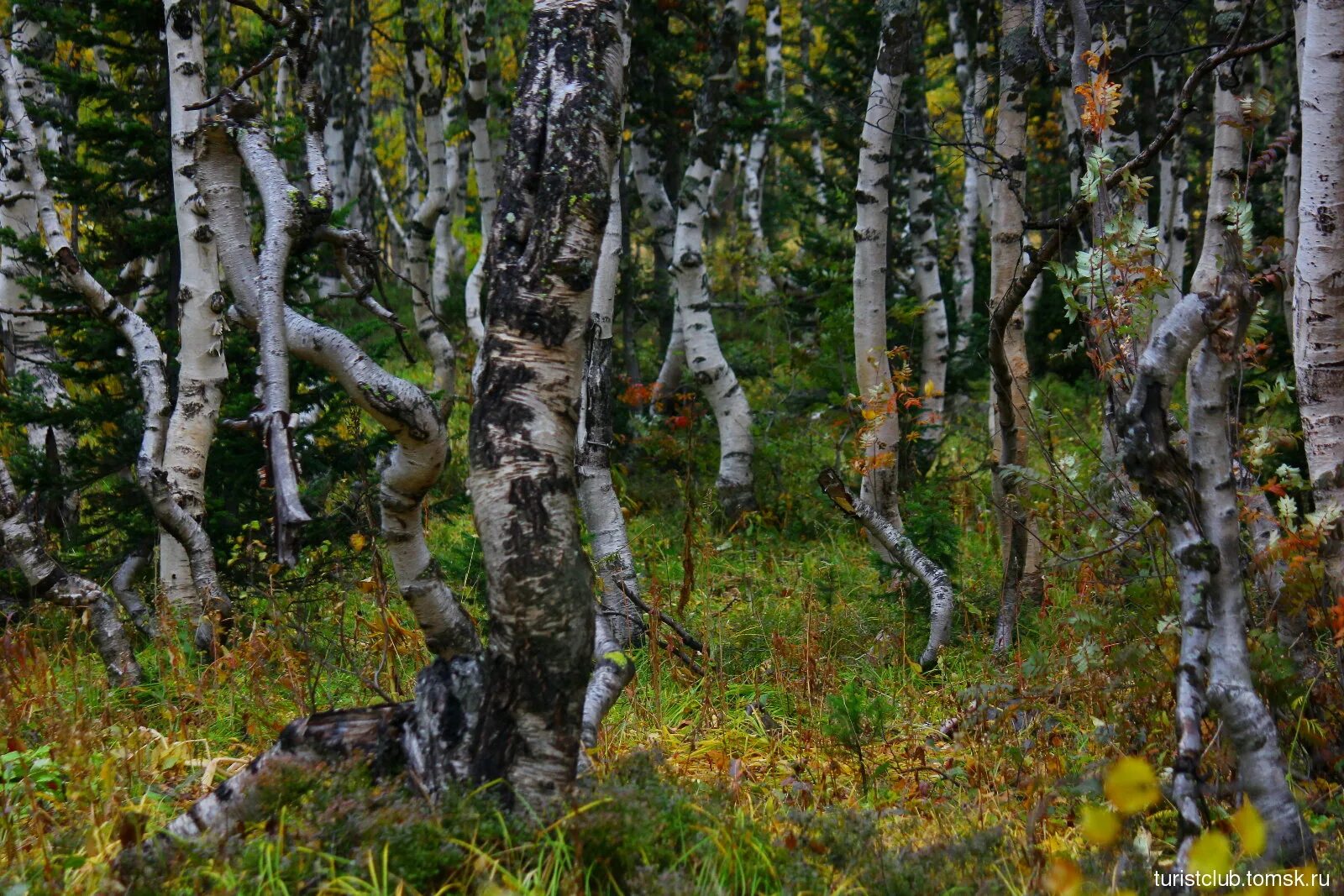 The grove of the dancing birches. Боровое роща танцующих берез. Танцующие березы Боровое Казахстан. Боровое Казахстан роща танцующих берез. Танцующая Березовая роща Боровое.