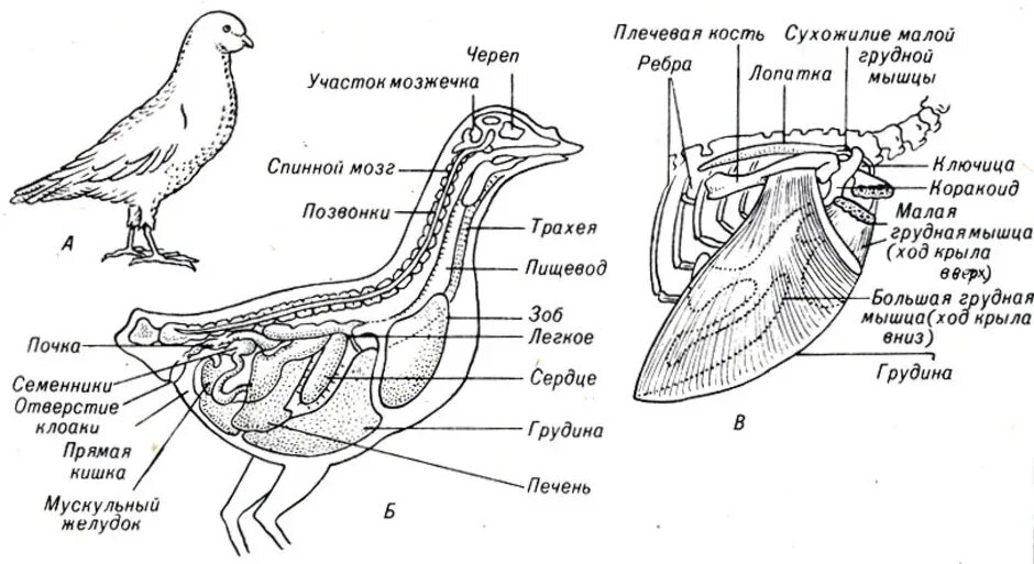 Гортань у птиц. Внутренне строение птиц схема. Схема строения птицы голубь. Кряква внутреннее строение. Анатомия голубя внешнее и внутреннее строение.