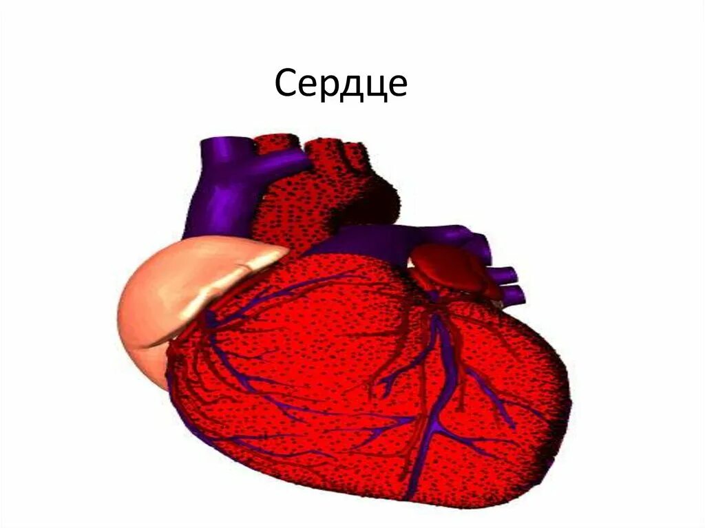 Пламенное сердце. Сердце темы. Сердце темы. Фон для презентации сердечно сосудистая система. Сердце для слайда.