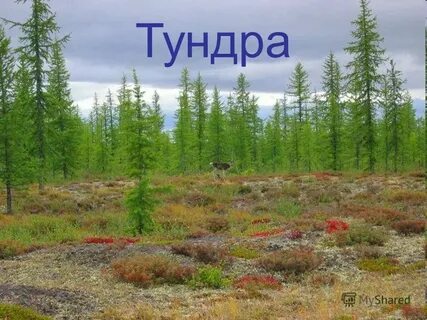 Лесные зоны тундра