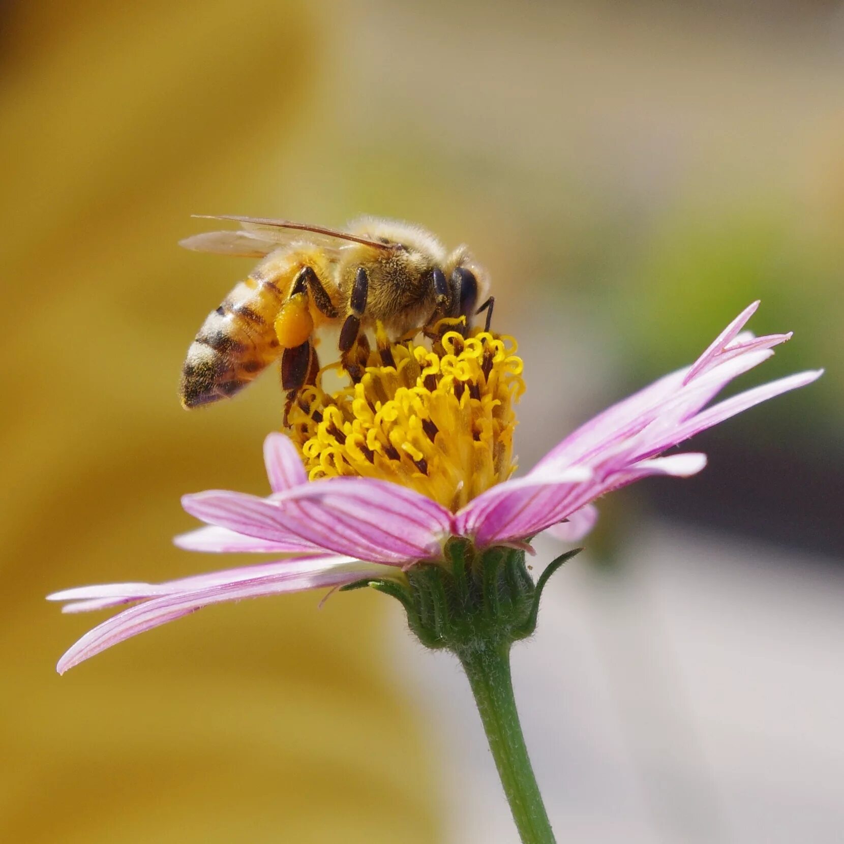 Собирает нектар и пыльцу. Пчела. Пчелы на цветах. Пчела на цветочке. Цветы для пчеловодства.