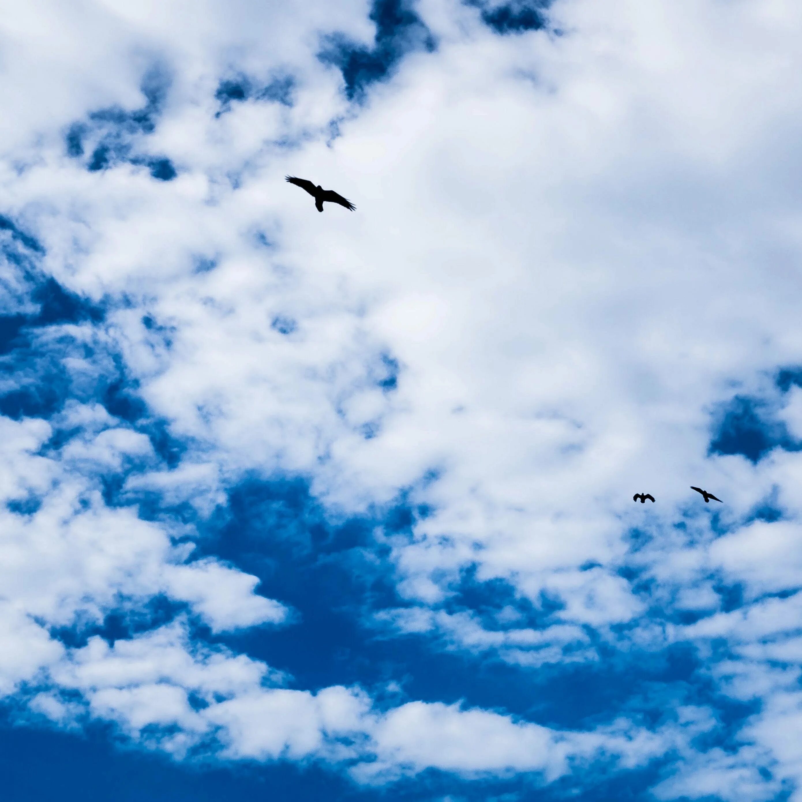 Ёё с птицей. Птицы в небе. Красивое небо с птицами. Небо птицы облака.