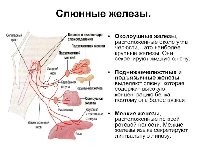 Проток околоушной железы анатомия. Слюнные железы строение. Околоушные железы расположение. Околоушная слюнная железа анатомия.