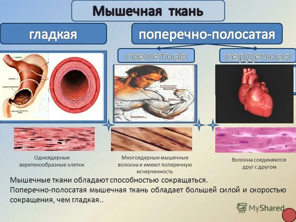 входит в состав стенок сосудов. строение стенки артерии и вены капилляры. строение вены человека анатомия. гладкая мускулатура стенки сосуда. гладкая ткань.