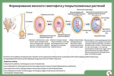 Яйцеклетка и центральная клетка
