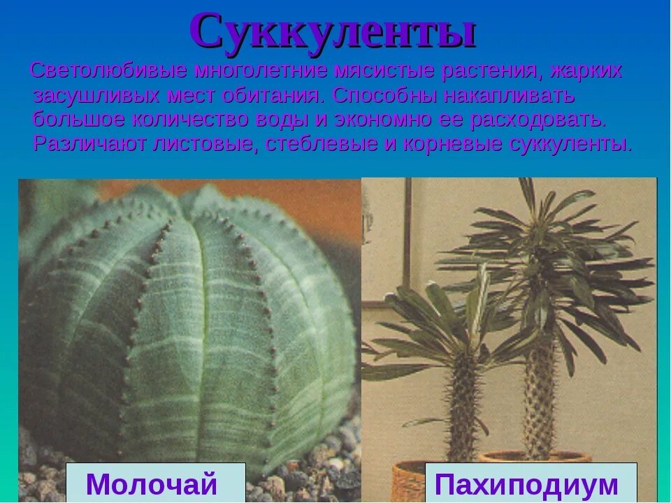 Черты приспособленности алоэ. Кактус молочай алоэ. Растения Суккуленты приспособления. Растения засушливых мест. Суккуленты приспособления к среде.